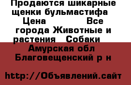 Продаются шикарные щенки бульмастифа › Цена ­ 45 000 - Все города Животные и растения » Собаки   . Амурская обл.,Благовещенский р-н